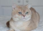 British shorthair male - British Shorthair Cat For Sale/Service - Seattle, WA, US