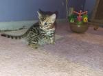 Simba and Bagheera - Bengal Kitten For Sale - Tallahassee, FL, US