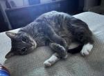 Kiki - Domestic Cat For Adoption - Selden, NY, US