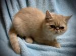 Sandy - Exotic Kitten For Sale - Canon City, CO, US