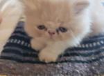 Orange and white male kitten - Persian Kitten For Sale - MA, US