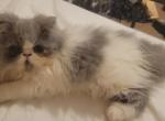 Persian White and gray female kitten - Persian Kitten For Sale - 