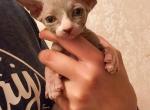 Urban Sphynx - Sphynx Kitten For Sale - Holyoke, MA, US