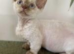 Minskin Cinammon point - Minskin Kitten For Sale - Austin, TX, US