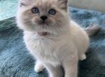 Rocky - Ragdoll Kitten For Sale - Sacramento, CA, US