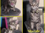 Mittens Kittens  ALMOST ALL GONE 3 female - Maine Coon Kitten For Sale - 