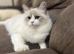 Kassy - Ragdoll Kitten For Sale - Ashland, OH, US