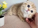 Odarka - Scottish Fold Kitten For Sale - Denver, CO, US