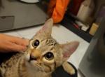 Tiger - Bengal Kitten For Adoption - Markham, Ontario, CA