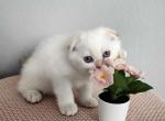 Orchid - Scottish Fold Kitten For Sale - Denver, CO, US