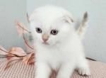 Ocean - Scottish Fold Kitten For Sale - Denver, CO, US