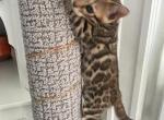 Bengals - Bengal Kitten For Sale - Belmont, MA, US