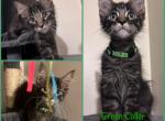 FiFis Kittens - Maine Coon Kitten For Sale - 