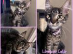 FiFis Kittens - Maine Coon Kitten For Sale - Hyde Park, NY, US