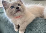 Belle - Ragdoll Kitten For Sale - Sacramento, CA, US