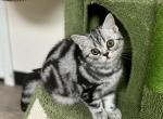 Luna - British Shorthair Kitten For Sale - Battle Ground, WA, US