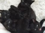 Black Kitties - Domestic Kitten For Sale - 