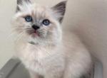 Van Damme - Ragdoll Kitten For Sale - Sacramento, CA, US