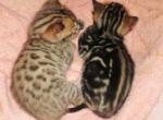 Bengals - Bengal Kitten For Sale - 