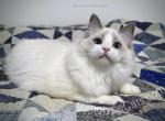 Bud - Ragdoll Kitten For Sale - Tuscaloosa, AL, US