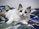 Bud - Ragdoll Kitten For Sale - 