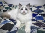 Bud - Ragdoll Kitten For Sale - 