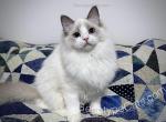 Bud - Ragdoll Kitten For Sale - 