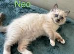 Neo - Ragdoll Kitten For Sale - Sacramento, CA, US