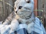 Remi - Scottish Fold Kitten For Sale - Spokane, WA, US