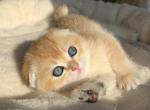 Raina - Scottish Fold Kitten For Sale - 