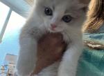 Blue mink bicolor female - Ragdoll Kitten For Sale - San Diego, CA, US