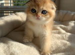 Ruby - Scottish Fold Kitten For Sale - Omaha, NE, US