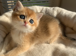 Rudy - Scottish Straight Kitten For Sale - Omaha, NE, US