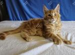 Jalo Red Classic - Maine Coon Kitten For Sale - Longmont, CO, US