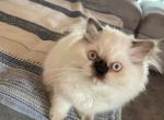 Persian - Persian Kitten For Sale - San Diego, CA, US