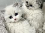 Purrdoll Persian Ragdoll kittens - Persian Kitten For Sale - 