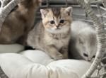 sage - Scottish Straight Kitten For Sale - 