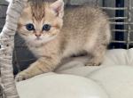 chloe - Scottish Straight Kitten For Sale - 