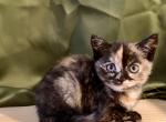 Shadow - Scottish Straight Kitten For Sale - Sherman Oaks, CA, US