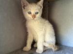 White kitten - Domestic Kitten For Adoption - Auburn, WA, US