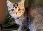 Lotus - British Shorthair Kitten For Sale - Sherman Oaks, CA, US