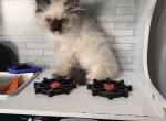 Hymalayan male - Himalayan Kitten For Adoption - Auburn, WA, US