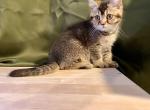 TinkerBell - British Shorthair Kitten For Sale - 