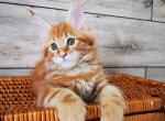 Sunny - Maine Coon Kitten For Sale - 