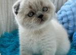 Archie - British Shorthair Kitten For Sale - Hollywood, FL, US