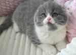 Ariel - Scottish Fold Kitten For Sale - Hollywood, FL, US