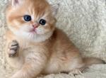 Adele - British Shorthair Kitten For Sale - 