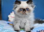 Lotty - Persian Kitten For Sale - 