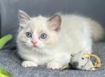 Max - Ragdoll Kitten For Sale - Miami, FL, US