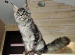 Detsl - Maine Coon Kitten For Sale - Miami, FL, US